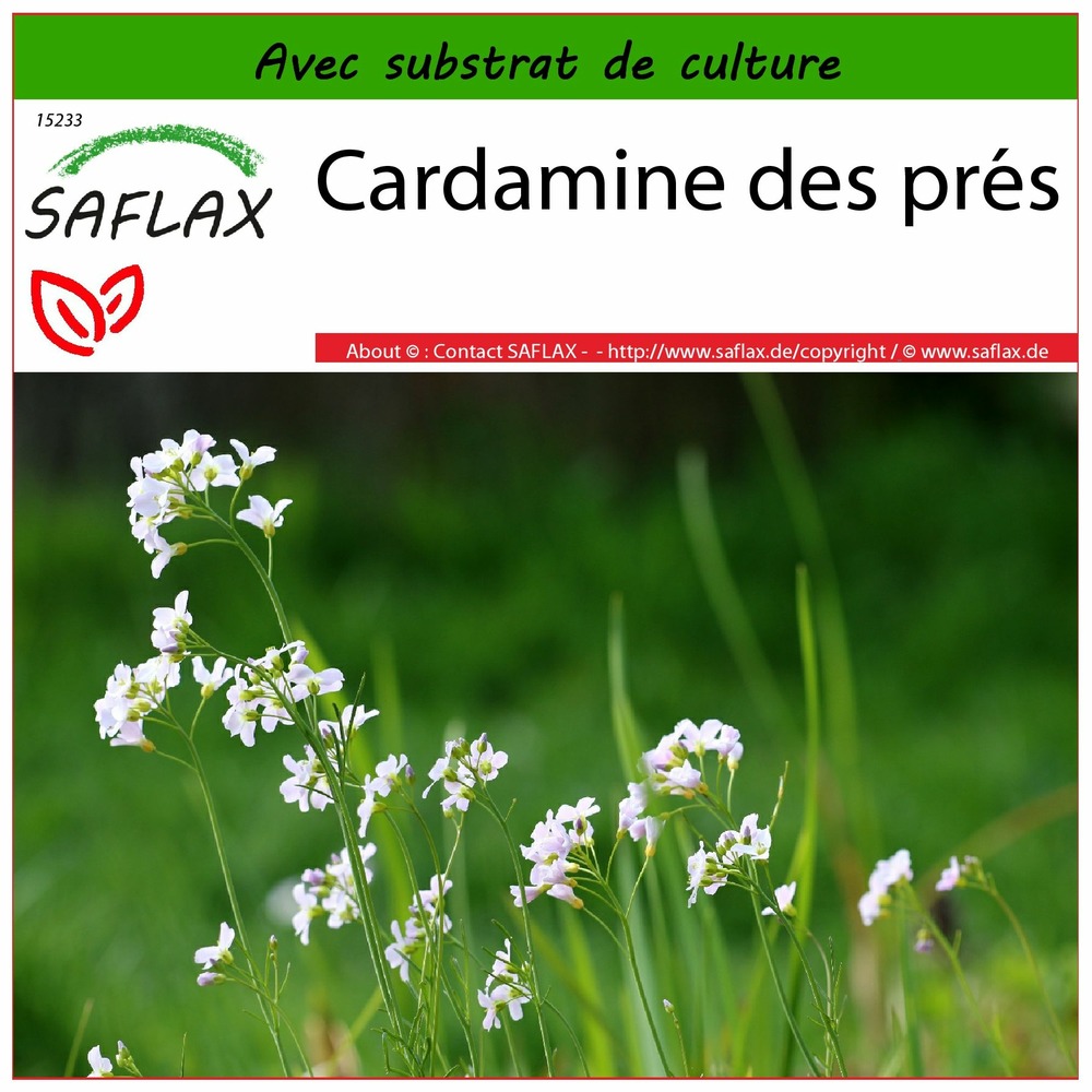 Cardamine des prés - 100 graines - avec substrat - cardamine pratensis