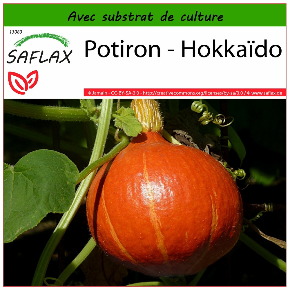 Potiron - hokkaïdo - 10 graines - avec substrat - cucurbita maxima