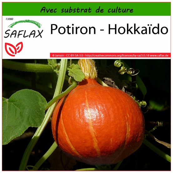 Potiron - hokkaïdo - 10 graines - avec substrat - cucurbita maxima