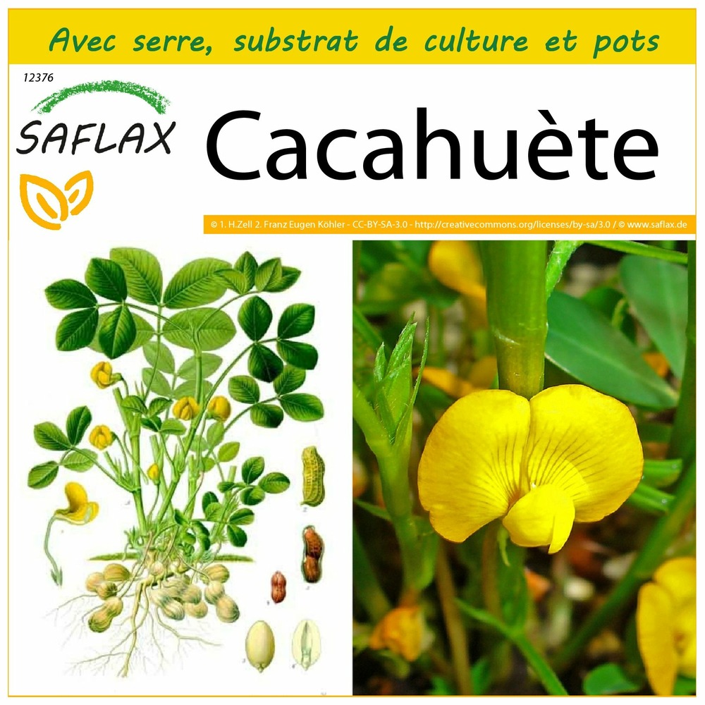 Kit de culture - cacahuète - 8 graines - arachis hypogaea