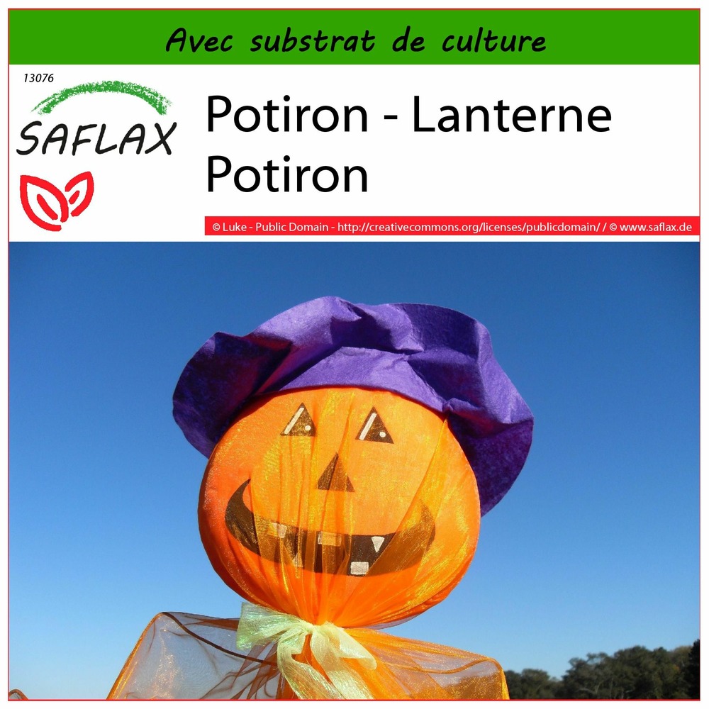 Potiron - lanterne potiron - 10 graines - avec substrat - cucurbita pepo