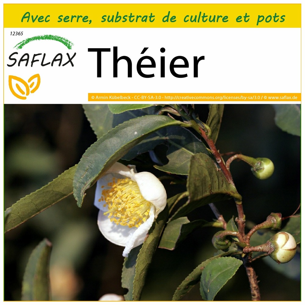 Ensemble de culture - théier - 6 graines - camellia sinensis