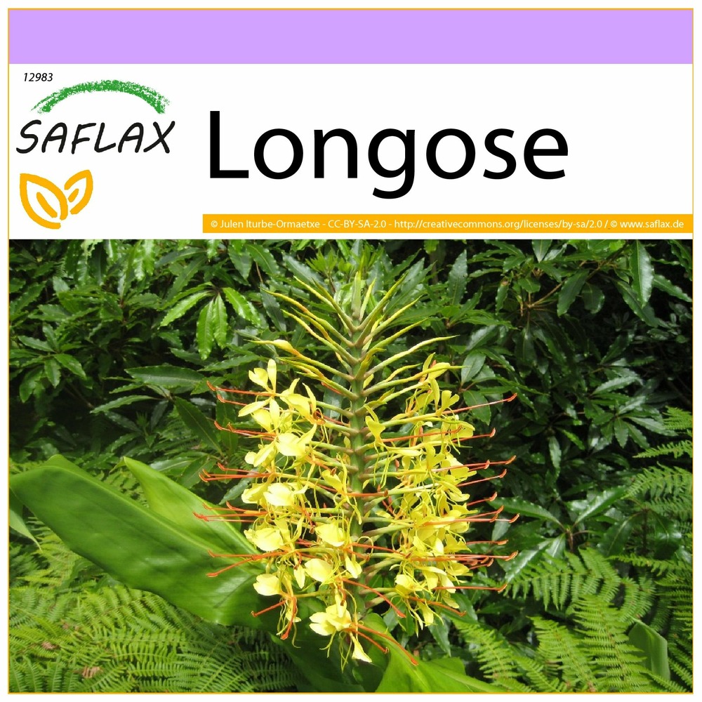 Longose - 10 graines - hedychum gardnerianum