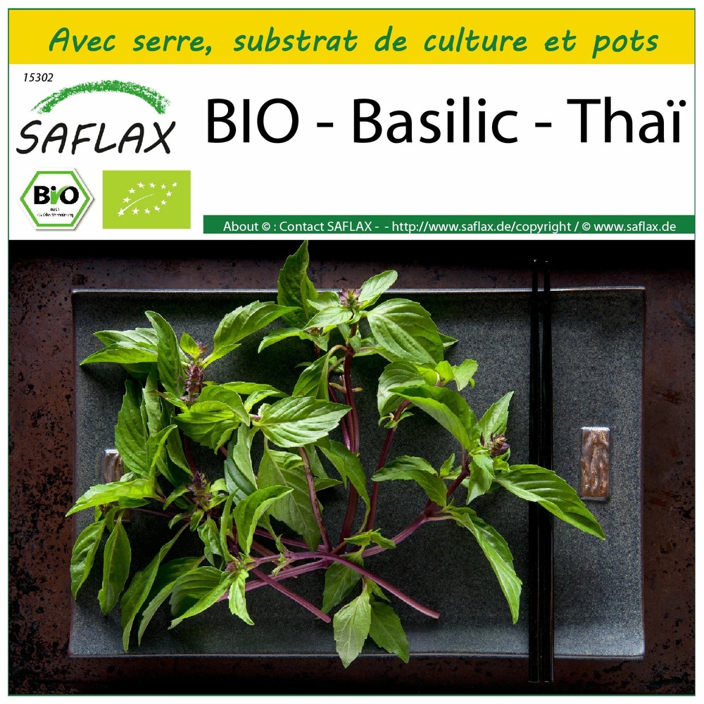 Ensemble de culture - bio - basilic - thaï - 250 graines - ocimum basilicum