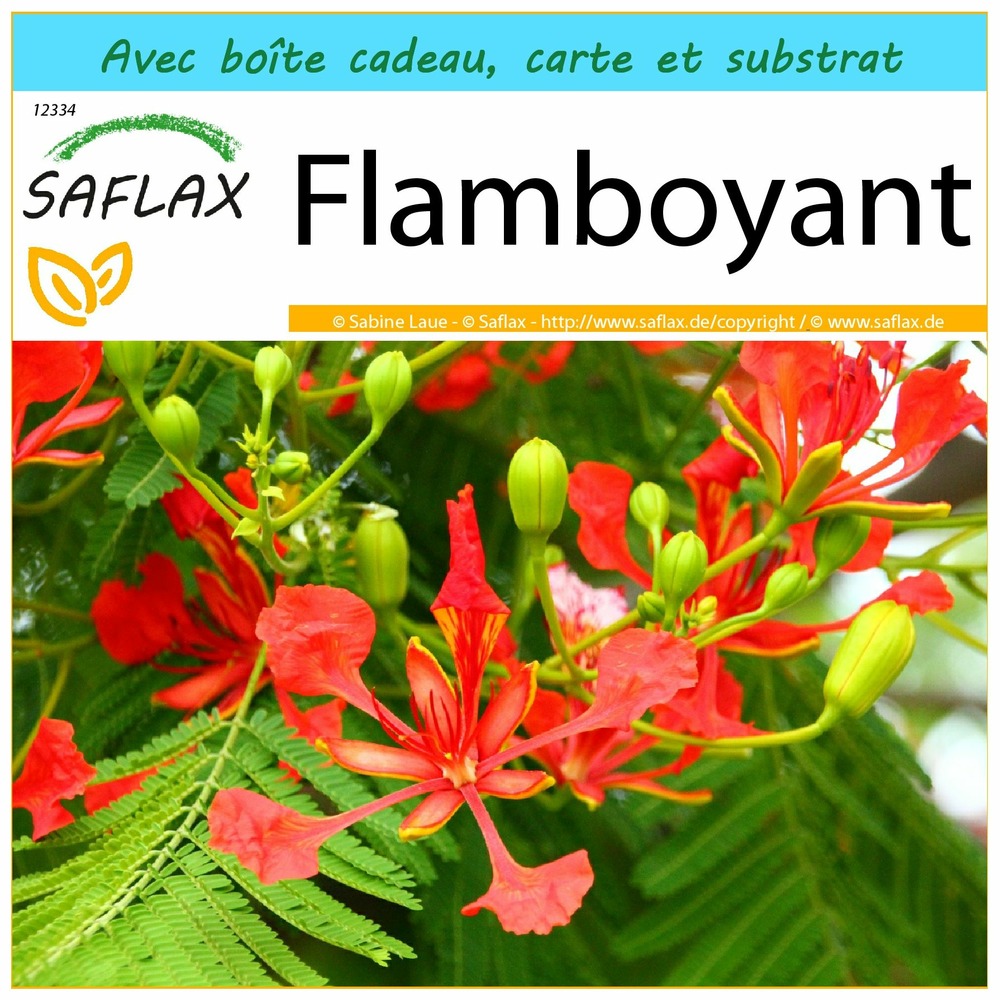 Ensemble-cadeau - flamboyant - 6 graines - delonix regia