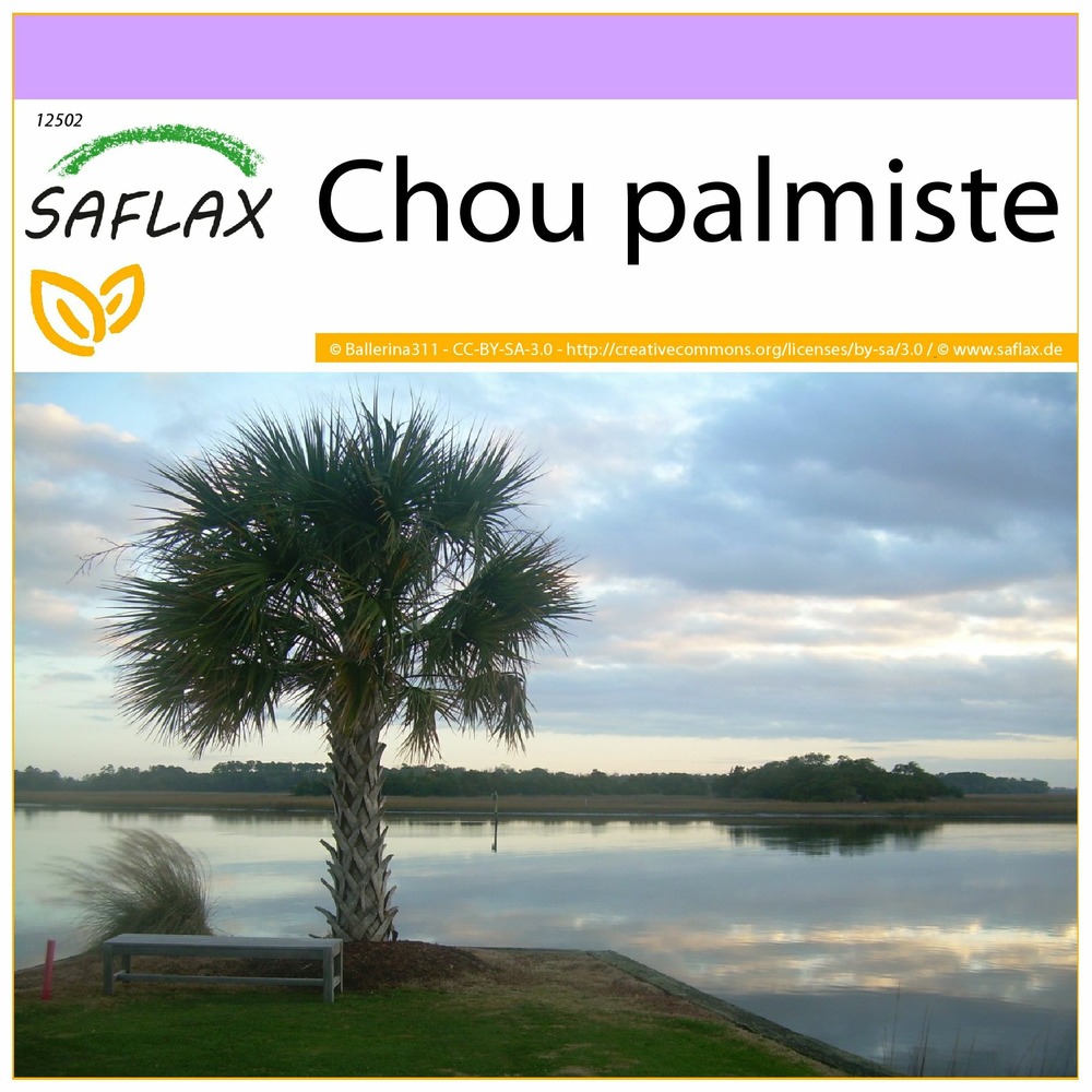 Chou palmiste - 8 graines - sabal palmetto