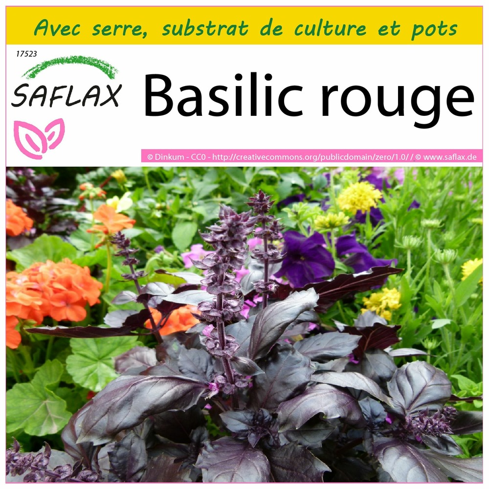 Ensemble de culture - basilic rouge - 200 graines - ocimum basilicum