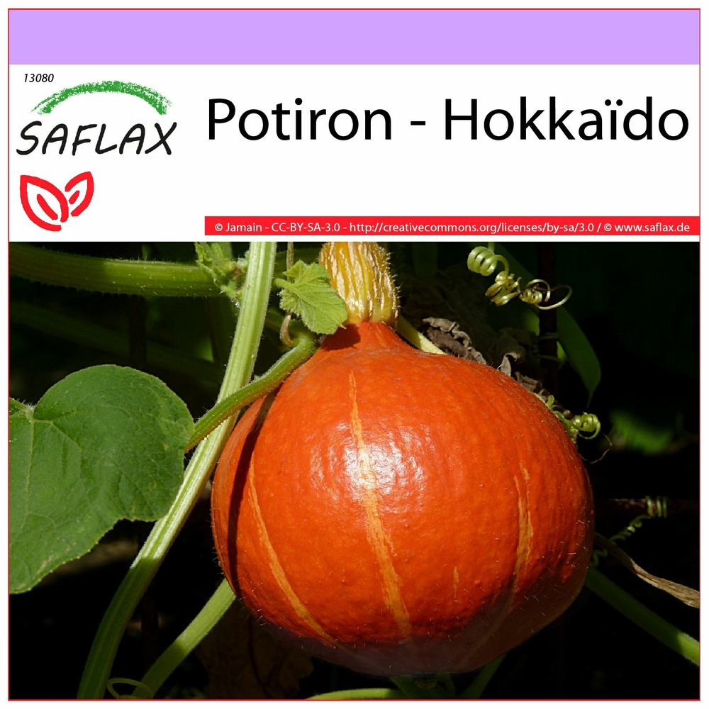 Potiron - hokkaïdo - 10 graines - cucurbita maxima