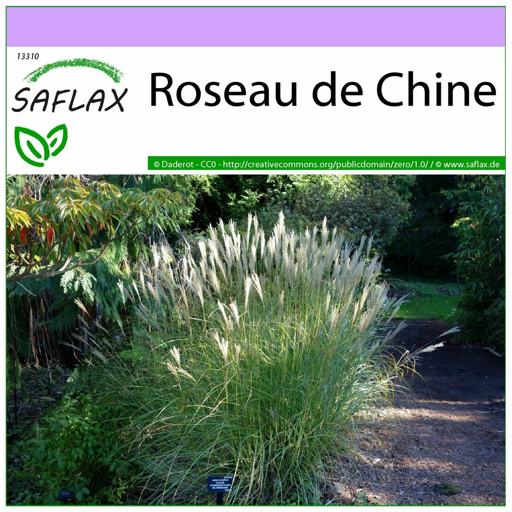 Roseau de chine - 200 graines - miscanthus sinensis