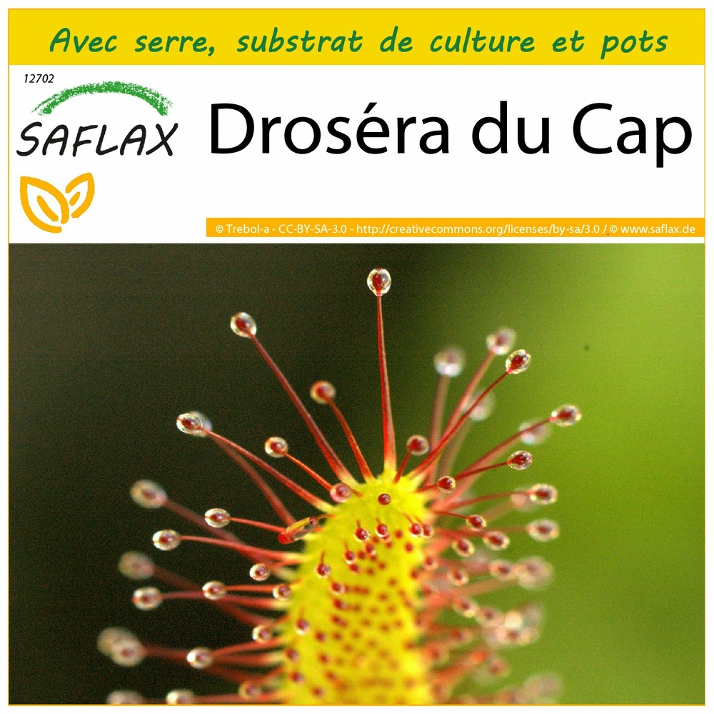 Ensemble de culture - droséra du cap - 200 graines - drosera capensis