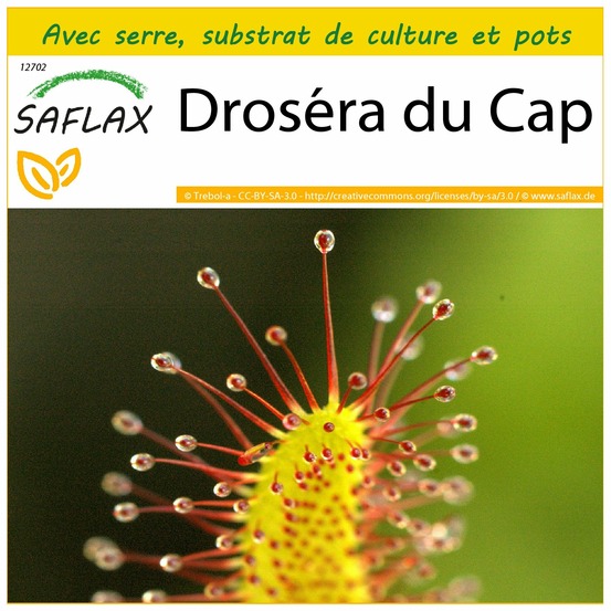 Ensemble de culture - droséra du cap - 200 graines - drosera capensis