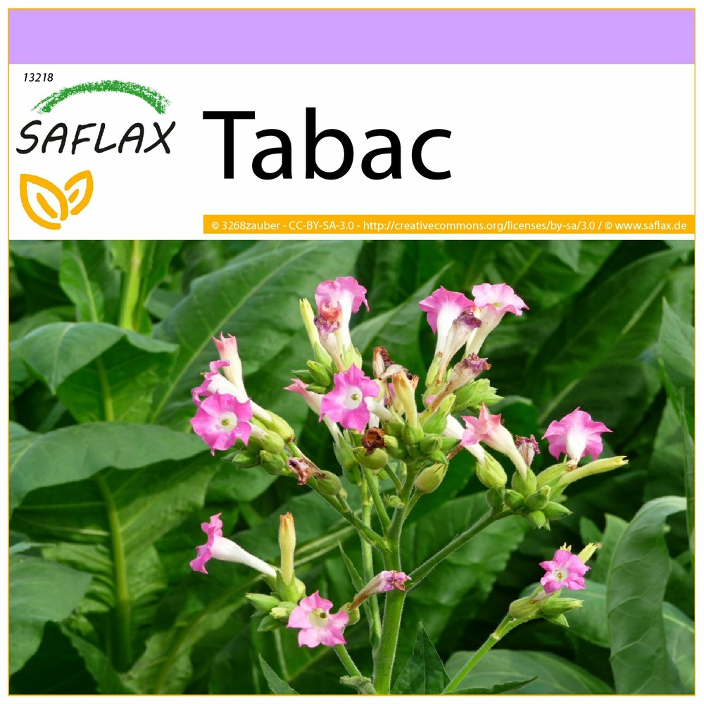 Tabac - 250 graines - nicotiana tabacum