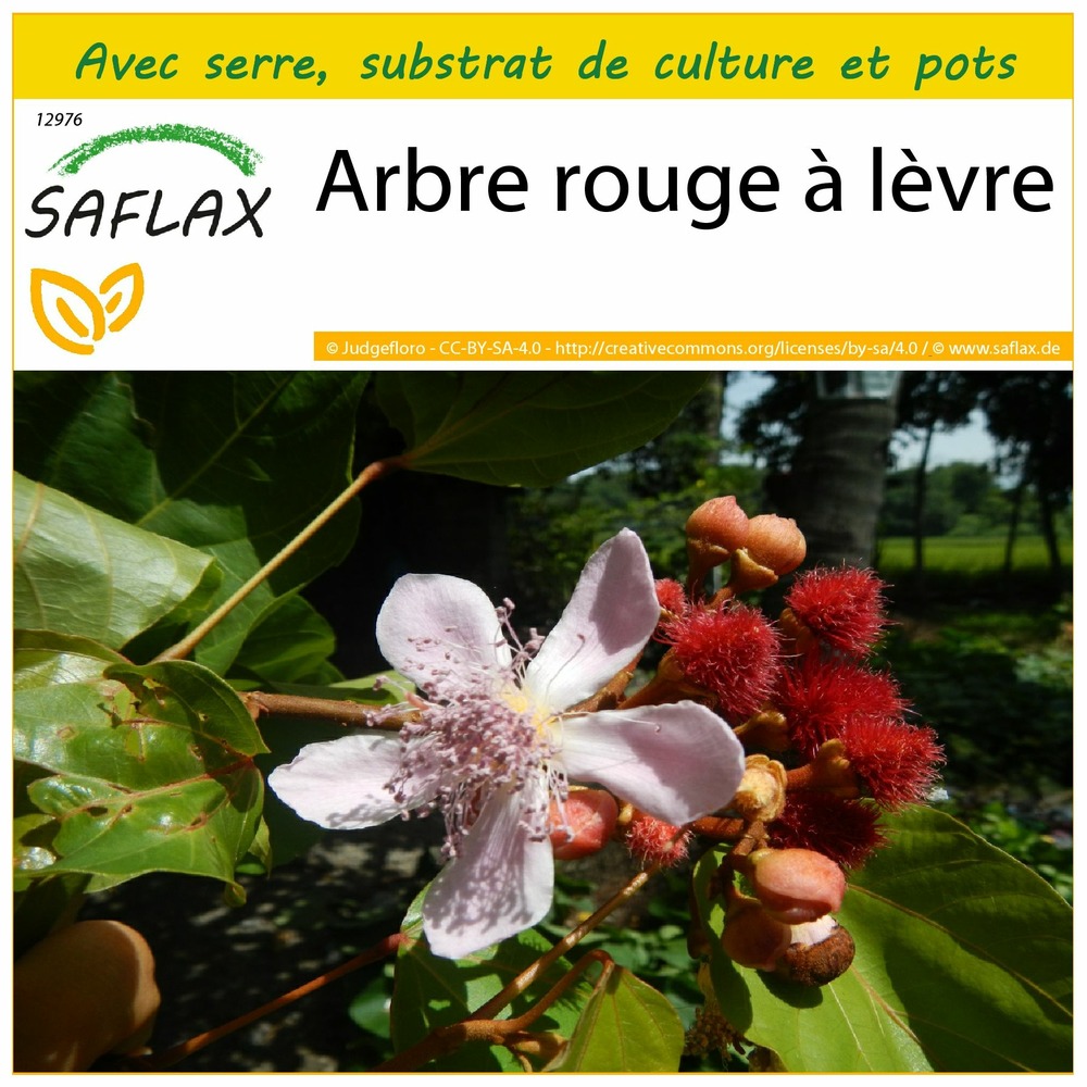 Ensemble de culture - arbre rouge à lèvre - 20 graines - bixa orellena