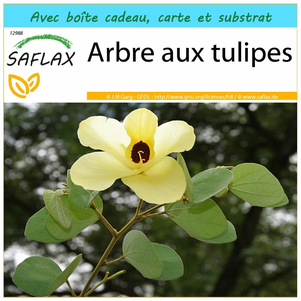 Ensemble-cadeau - arbre aux tulipes - 30 graines - bauhinia tomentosa