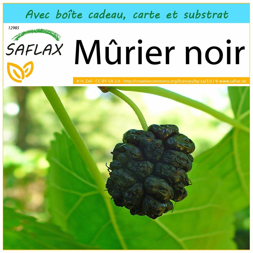 Ensemble-cadeau - mûrier noir - 200 graines - morus nigra