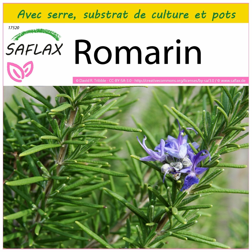 Ensemble de culture - romarin - 100 graines - rosmarinus officinalis