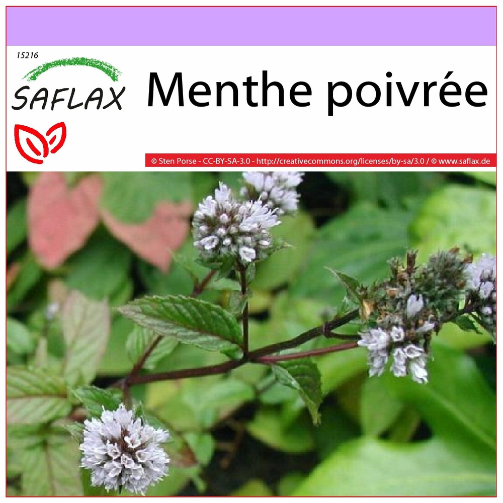 Menthe poivrée - 300 graines - mentha piperita