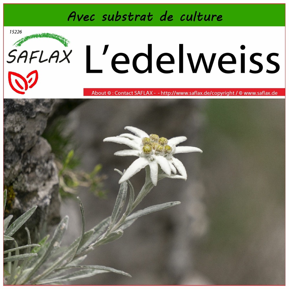 L’edelweiss - 500 graines - avec substrat - leontopodium alpinum