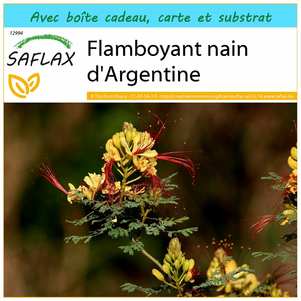 Ensemble-cadeau - flamboyant nain d'argentine - 10 graines - caesalpinia gillesii x spinosa