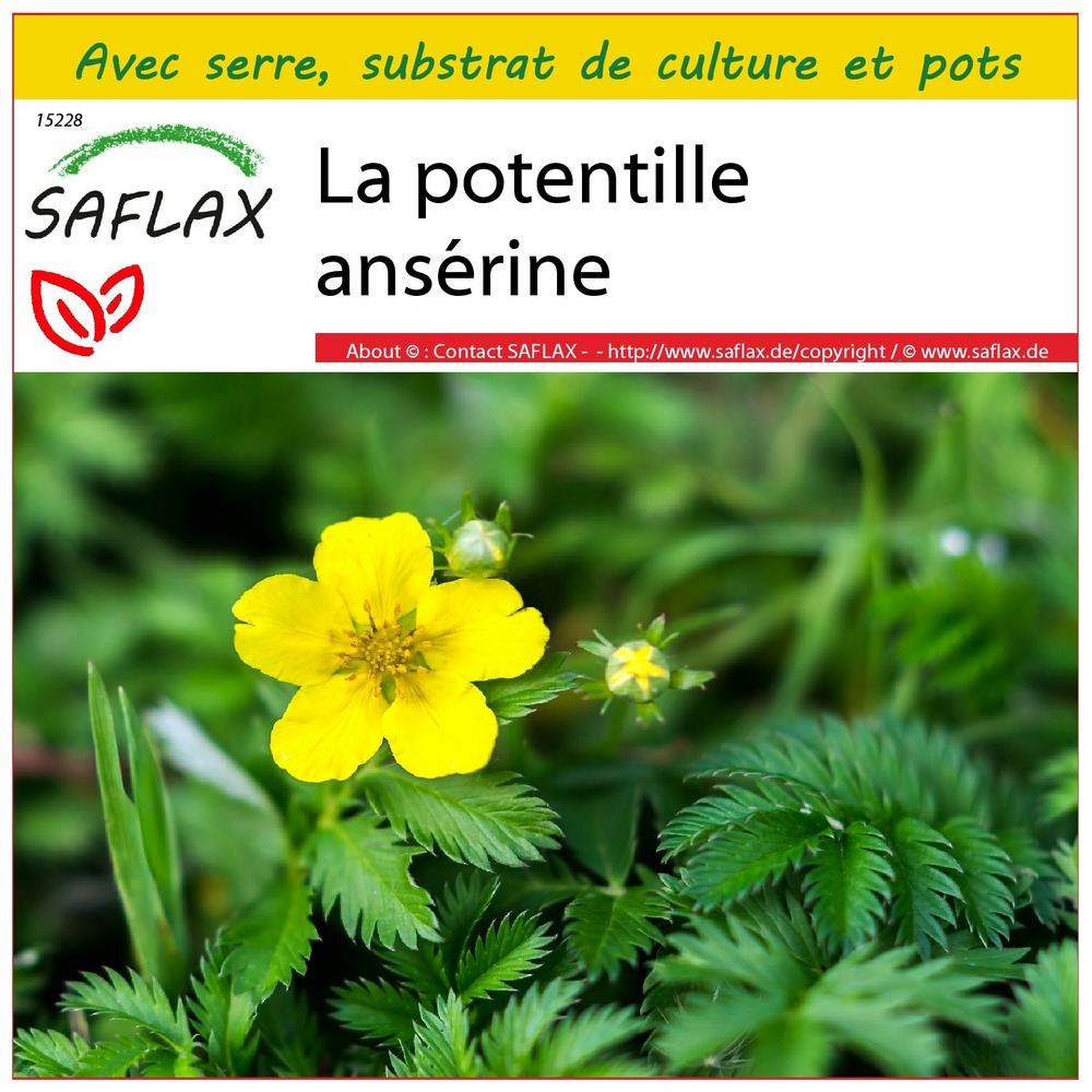 Ensemble de culture - la potentille ansérine - 20 graines - potentilla anserina