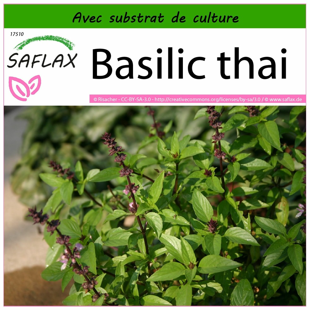 Basilic thai - 200 graines - avec substrat - ocimum basilicum