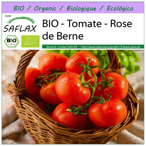 Bio - tomate - rose de berne - 10 graines - solanum lycopersicum