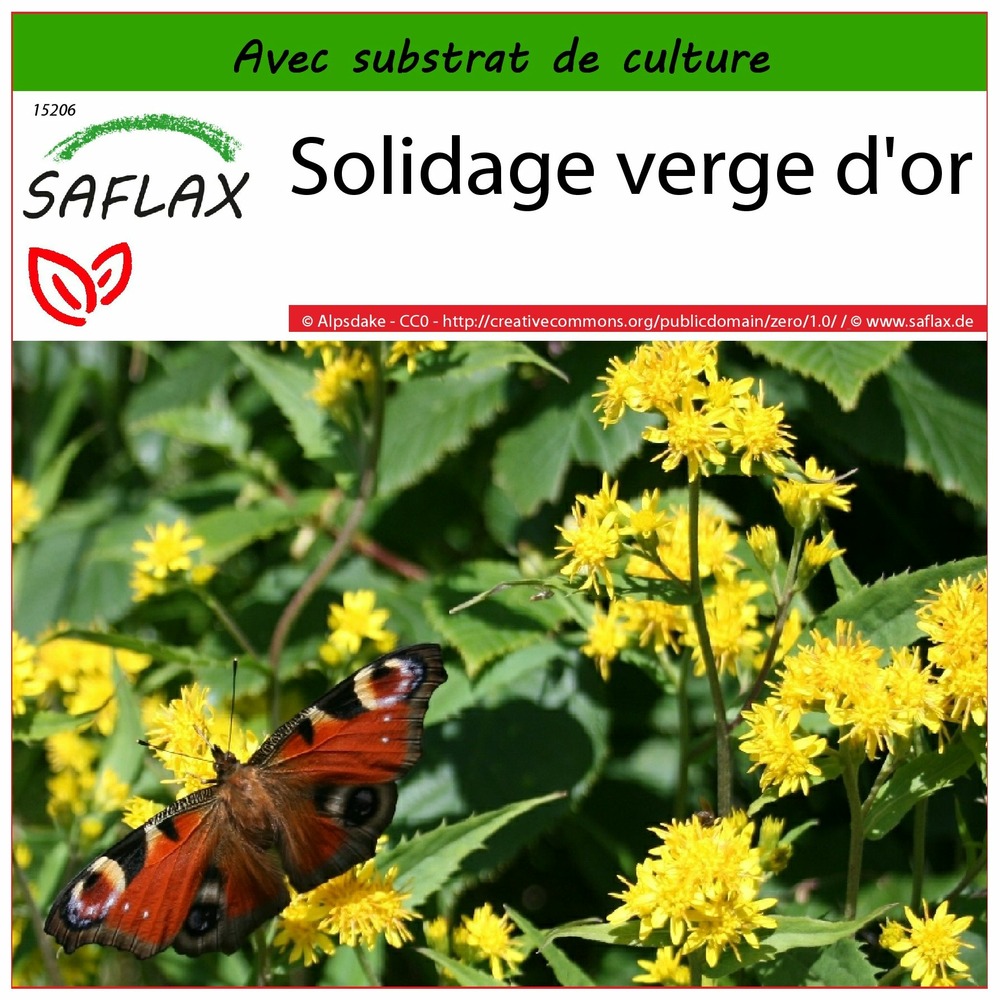 Solidage verge d'or - 100 graines - avec substrat - solidago virgaurea