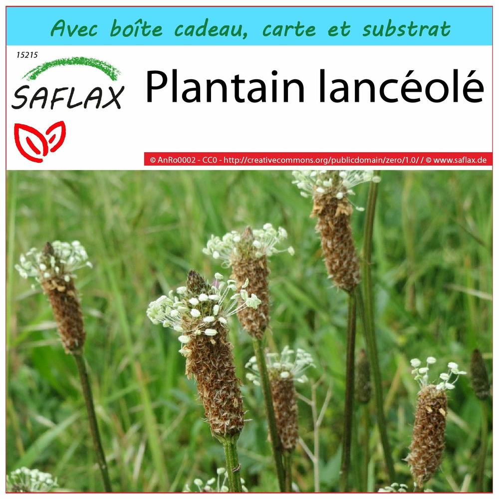 Ensemble-cadeau - plantain lancéolé - 100 graines - plantago lanceolata