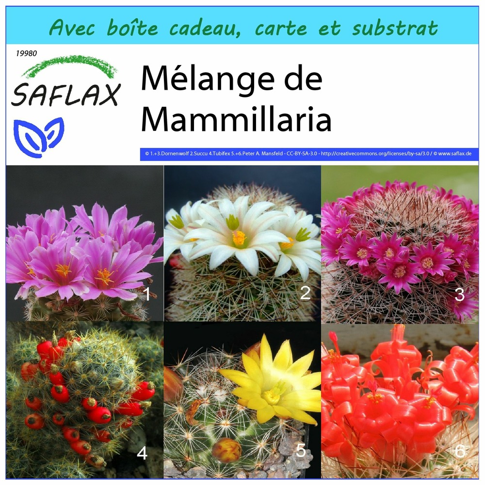 Ensemble-cadeau - mélange de mammillaria - 40 graines - mammilaria mix