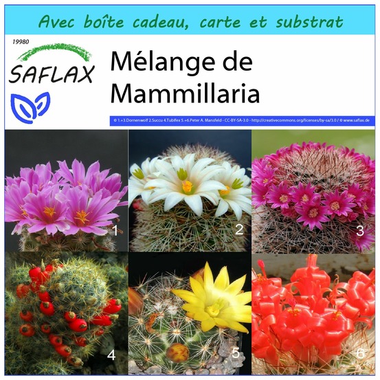 Ensemble-cadeau - mélange de mammillaria - 40 graines - mammilaria mix
