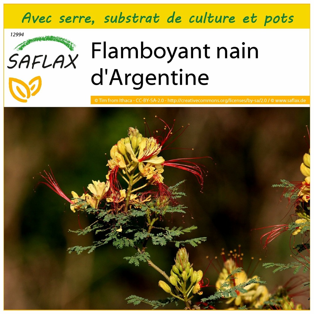 Ensemble de culture - flamboyant nain d'argentine - 10 graines - caesalpinia gillesii x spinosa
