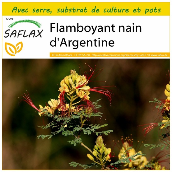 Ensemble de culture - flamboyant nain d'argentine - 10 graines - caesalpinia gillesii x spinosa