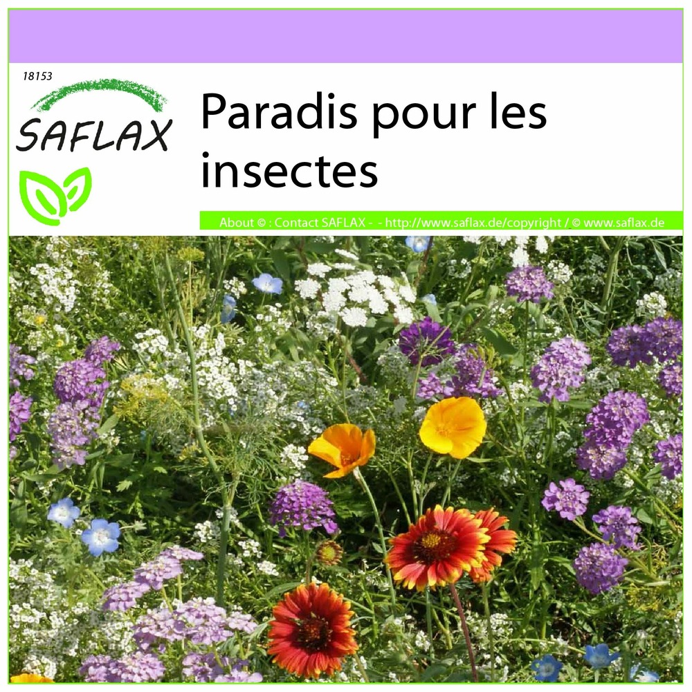 Paradis pour les insectes - 1000 graines - mix