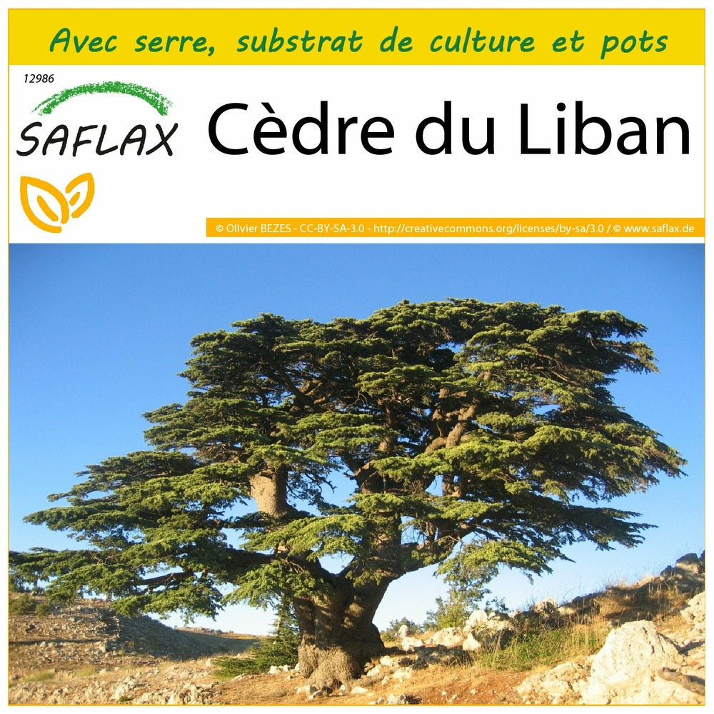 Ensemble de culture - cèdre du liban - 20 graines - cedrus libani