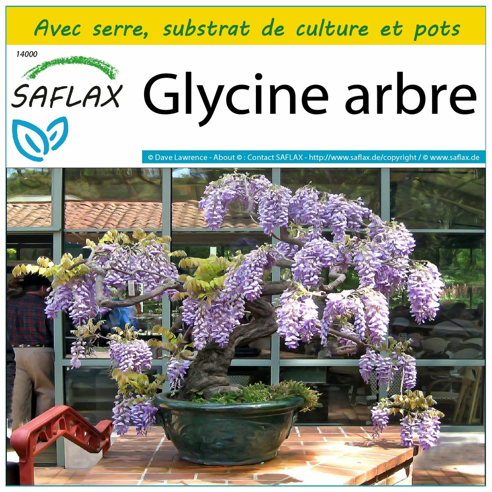 Ensemble de culture - glycine arbre - 15 graines - bolusanthus speciosus