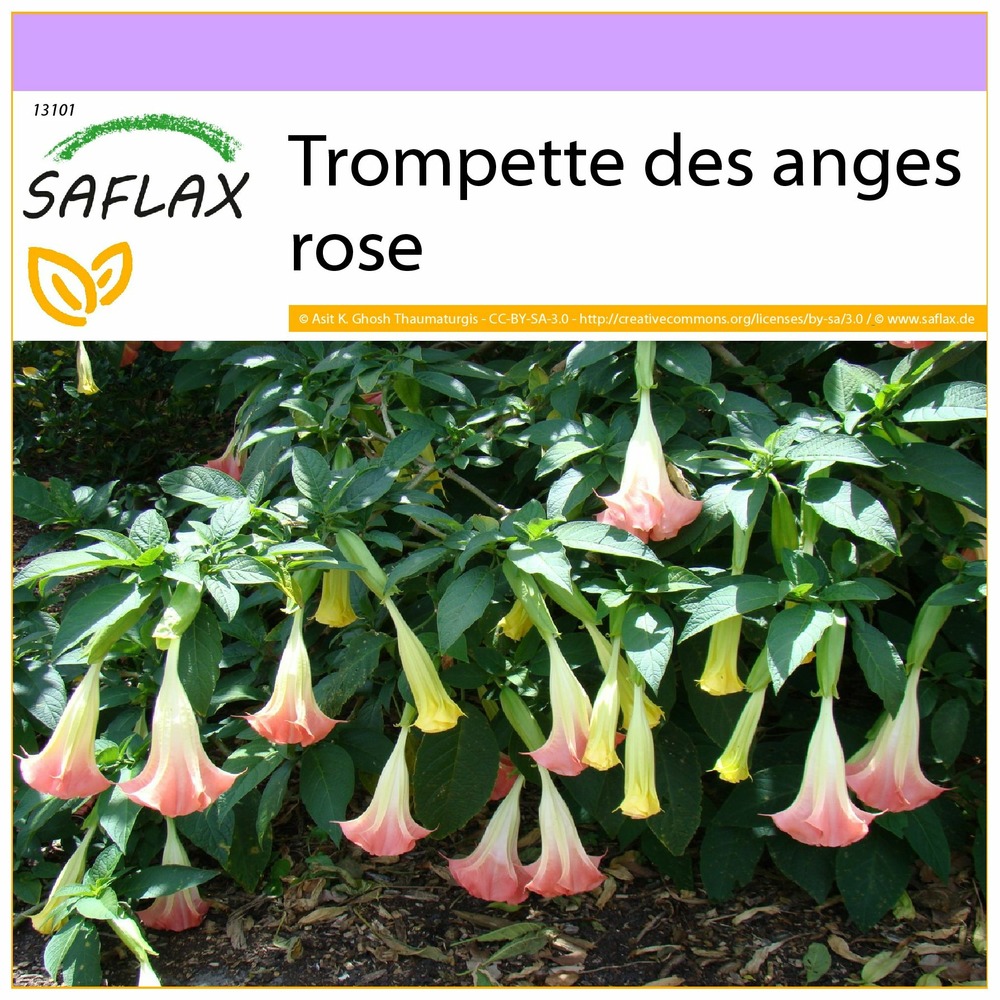 Trompette des anges rose - 10 graines - brugmansia suaveolens pink