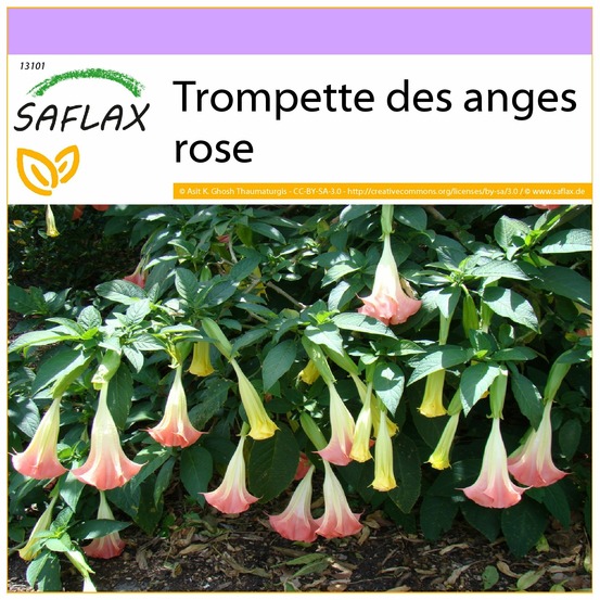 Trompette des anges rose - 10 graines - brugmansia suaveolens pink