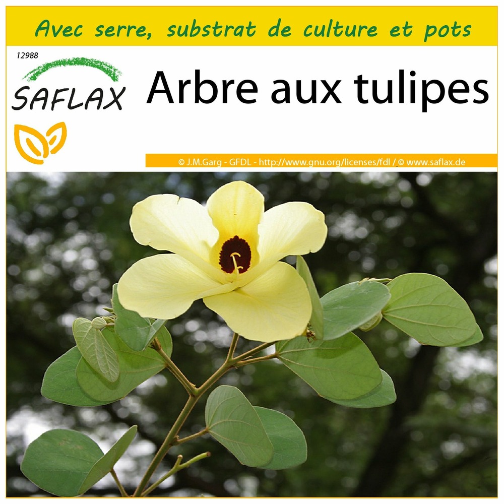 Ensemble de culture - arbre aux tulipes - 30 graines - bauhinia tomentosa