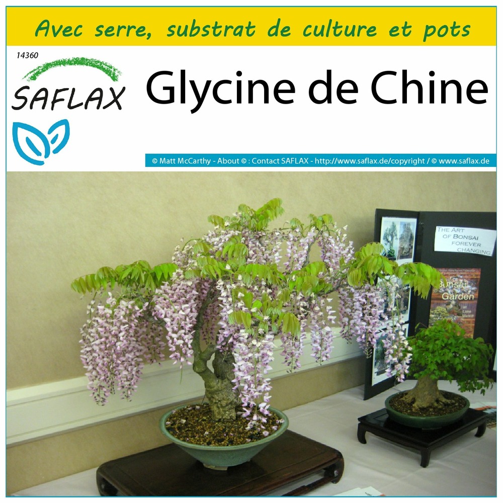 Ensemble de culture - glycine de chine - 4 graines - wisteria sinensis
