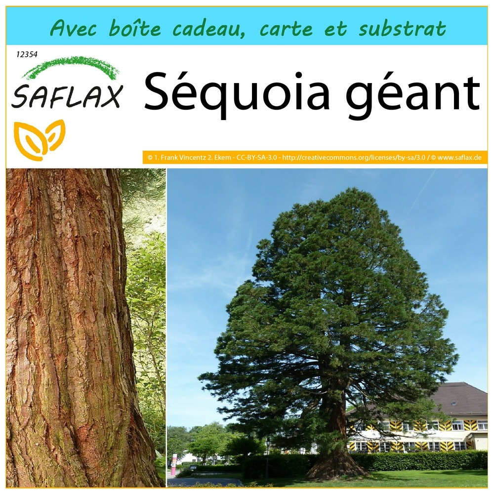 Ensemble-cadeau - séquoia géant - 50 graines - sequoiadendron gigantea