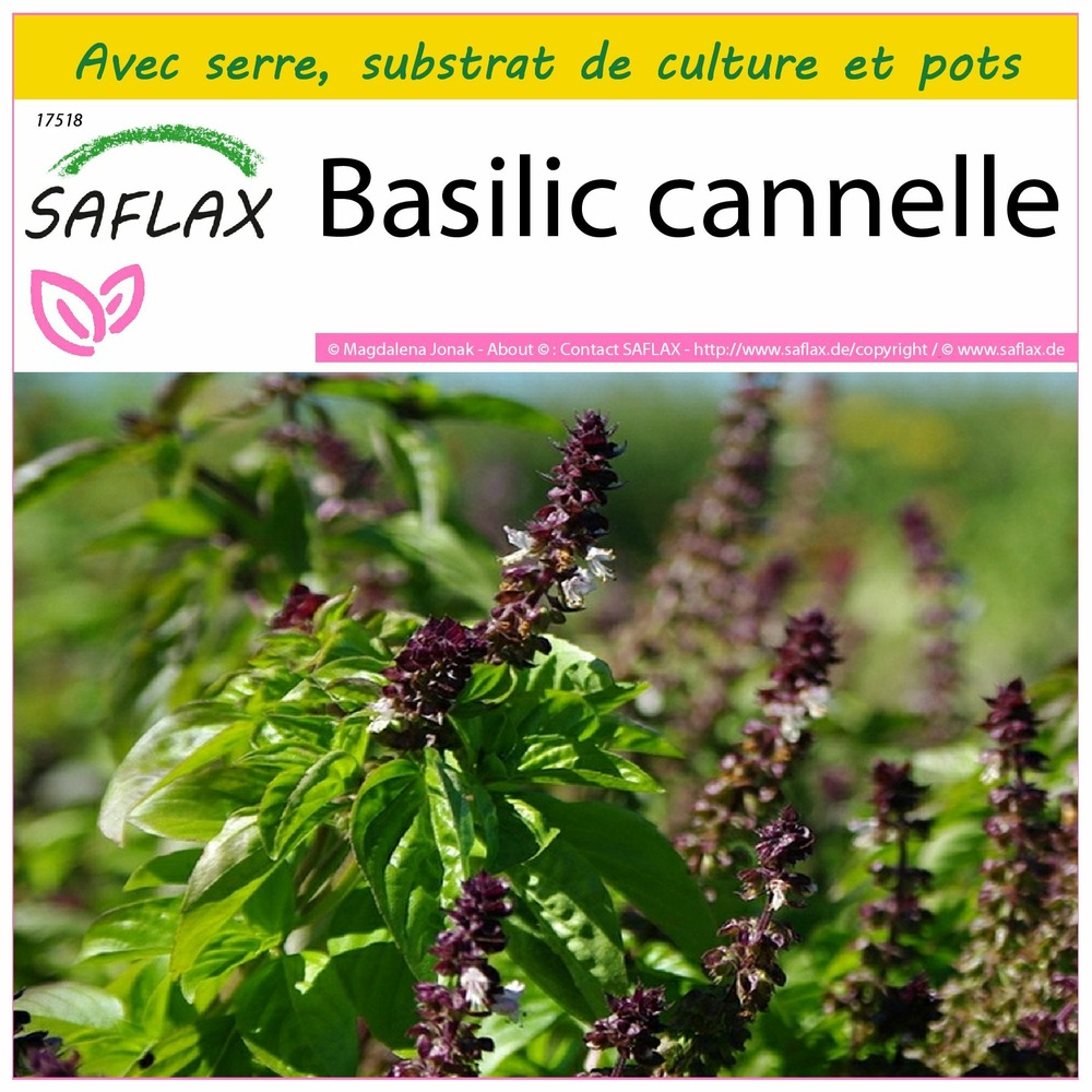 Ensemble de culture - basilic cannelle - 200 graines - ocimum basilicum cinnamon