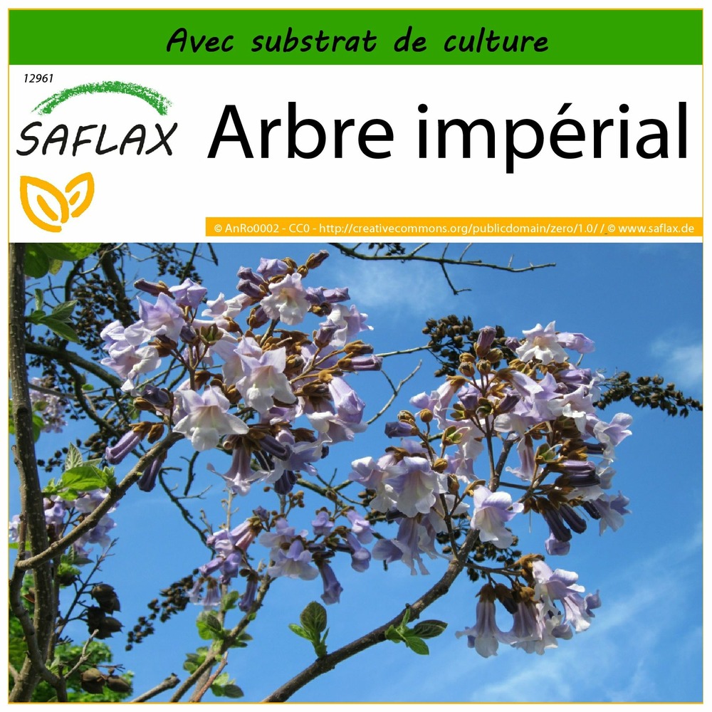 Arbre impérial - 200 graines - avec substrat - paulownia tomentosa