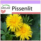 Pissenlit - 200 graines - taraxacum officinale