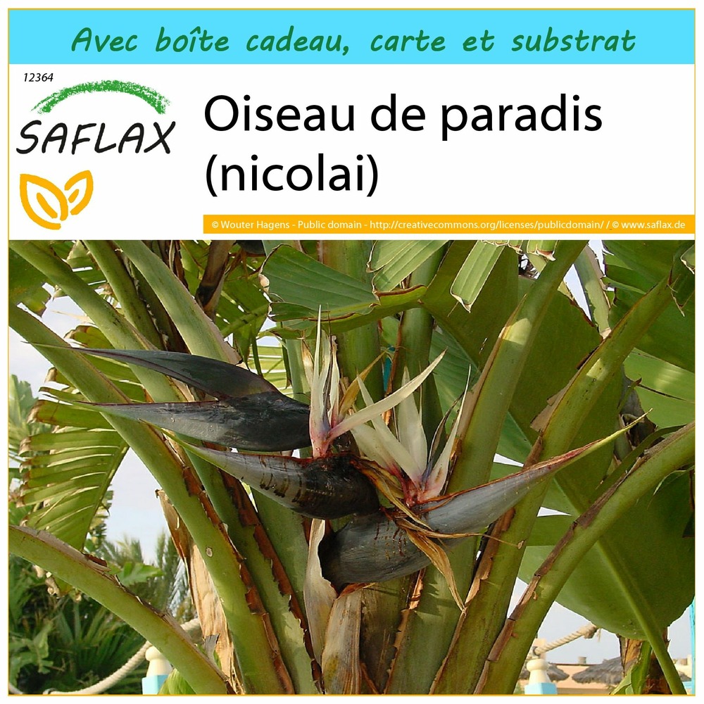 Ensemble-cadeau - oiseau de paradis (nicolai) - 5 graines - strelitzia nicolai