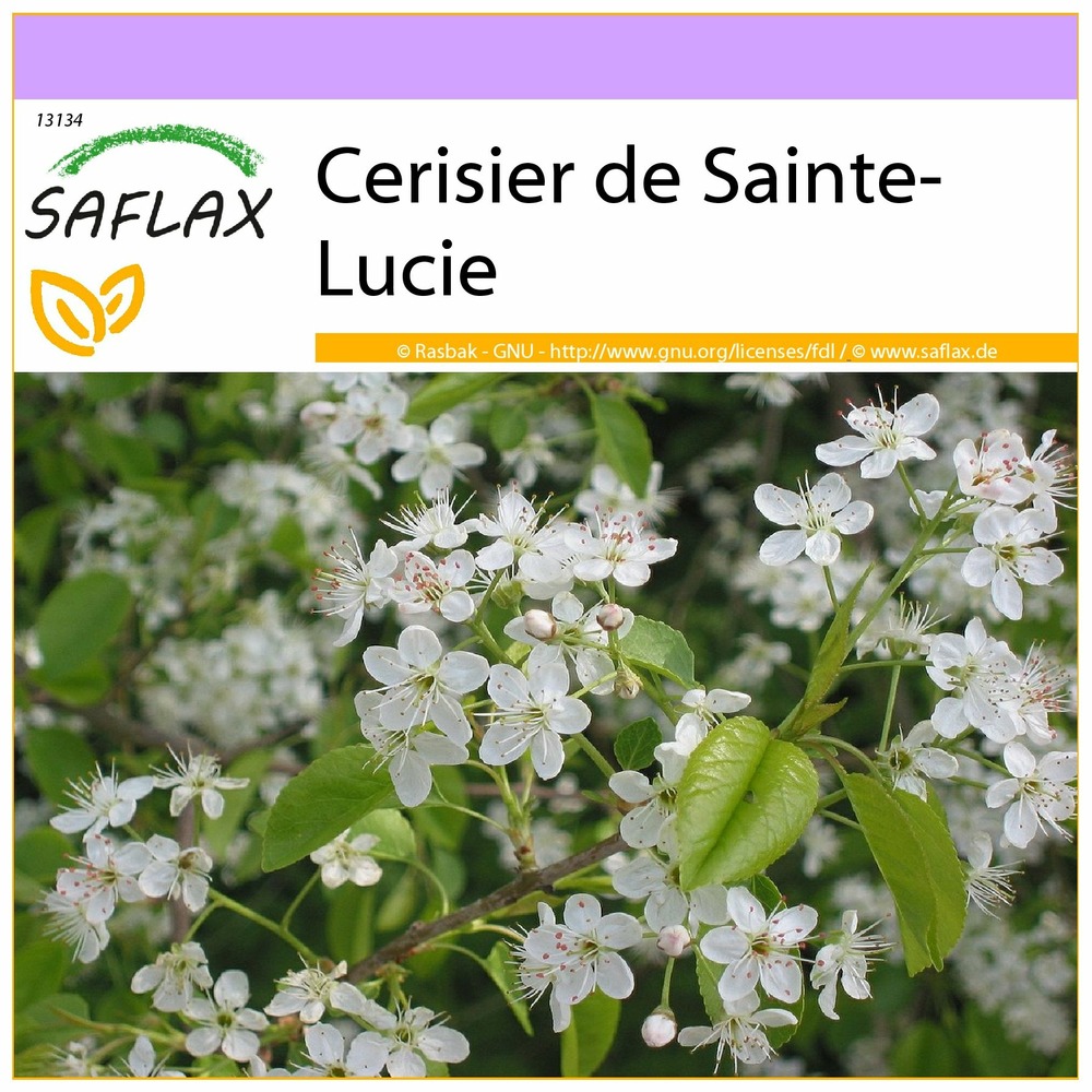Cerisier de sainte-lucie - 30 graines - prunus mahaleb