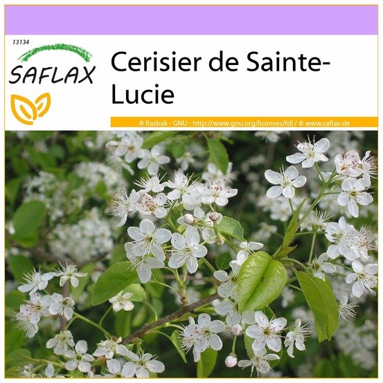 Cerisier de sainte-lucie - 30 graines - prunus mahaleb