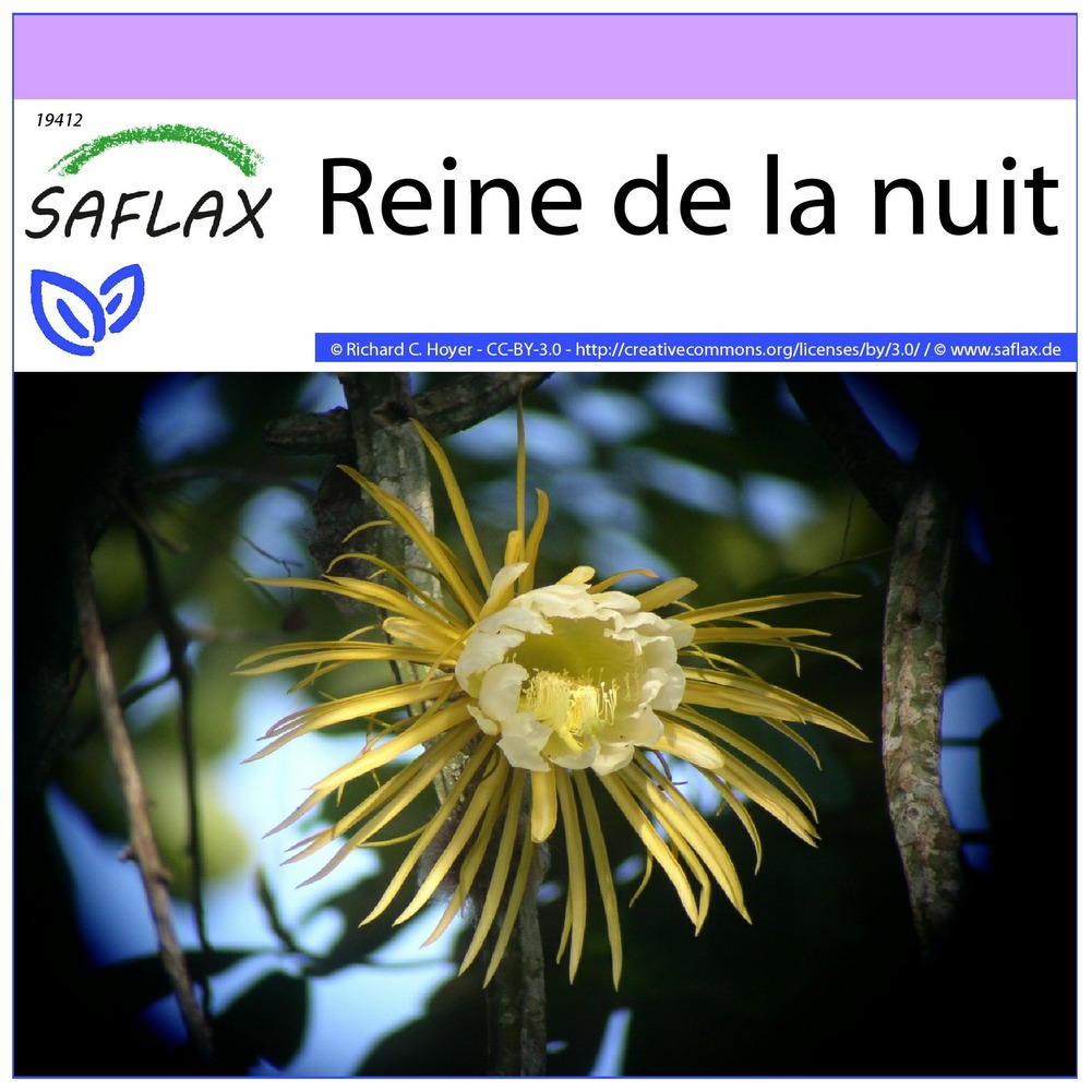 Reine de la nuit - 40 graines - selenicerus grandiflorus