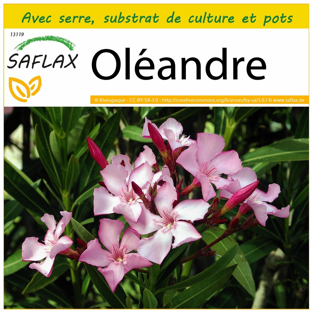 Ensemble de culture - oléandre - 50 graines - nerium oleander