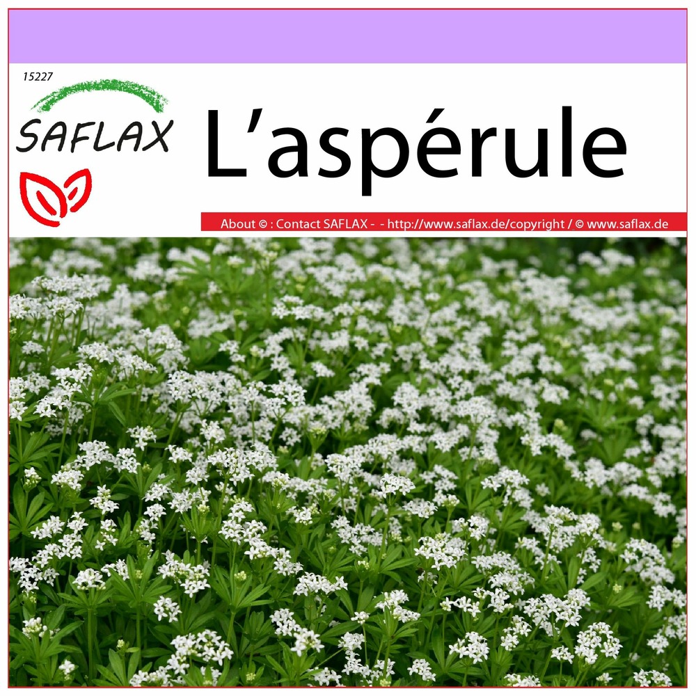 L’aspérule - 20 graines - galium odoratum