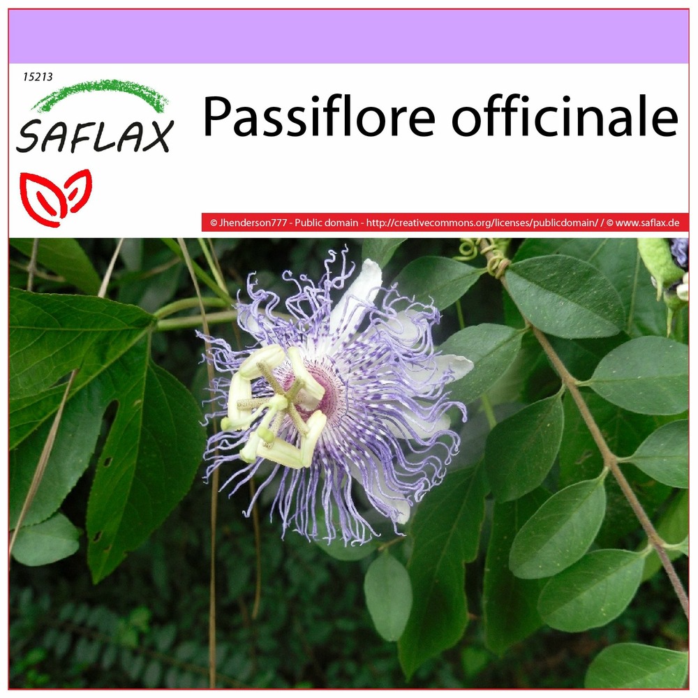 - passiflore officinale - 5 graines  - passiflora incarnata
